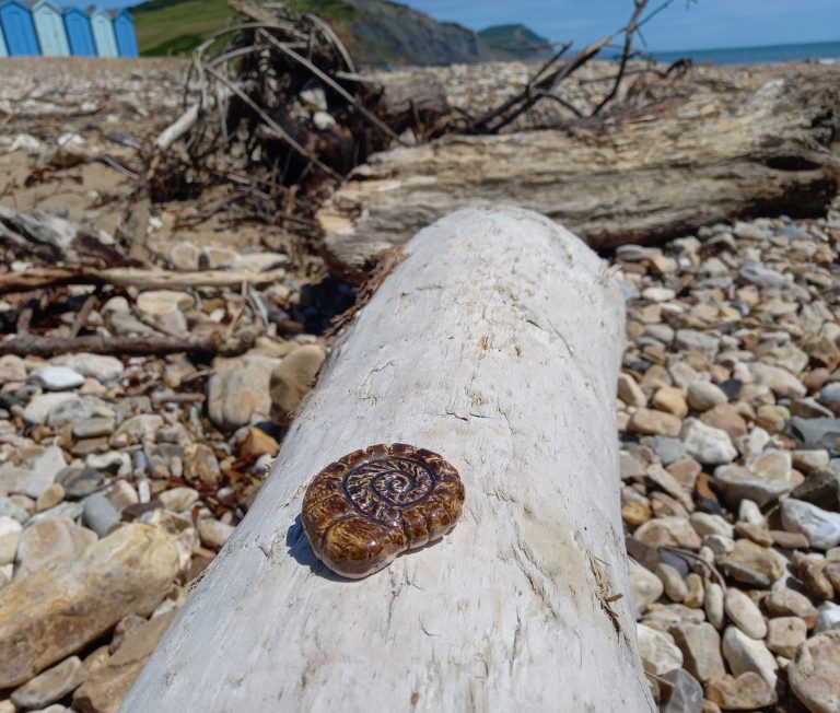 The Ammonite Project - Catkin Tree Studio